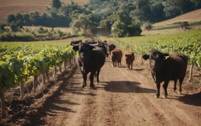 De la ferme à l’assiette la traçabilité du pata negra